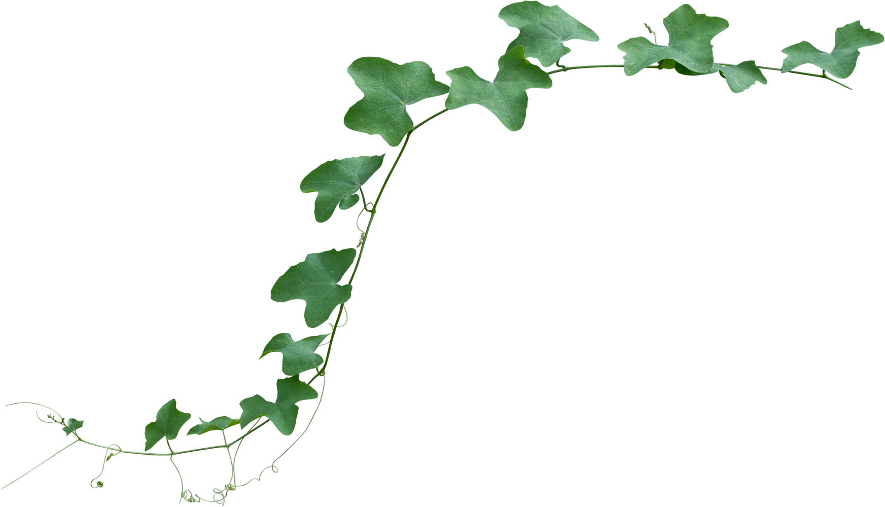 Cutout of Green Leaves of Ivy